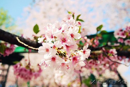 早安心语:浅浅遇,淡淡忘 (3)