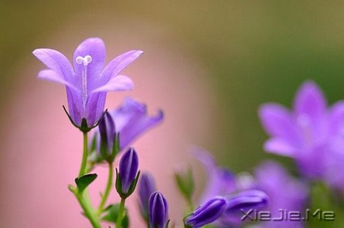 谁捧起花的脸庞,让岁月美的黯然神伤 (8)