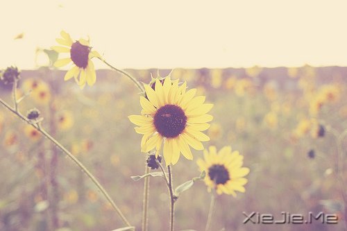 �簲��������������޹أ����Լ���ѡ���й� (7)