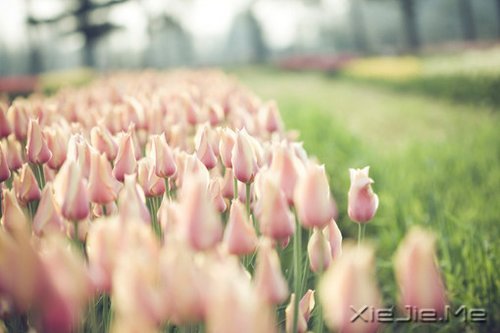 早安心语:得意时要看淡,失意时要看开 (6)