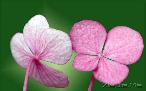 早安心语:人生,就是你一个人的人生 (10)