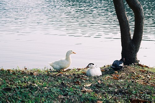 ��һ��΢Ц������ߣ����ַ������ϵ��� (4)