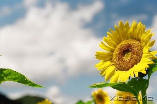 晚安心语:我们都老得太快,却明白得太迟 (1)