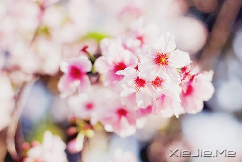 2014����12�������ı��Լ� (9)