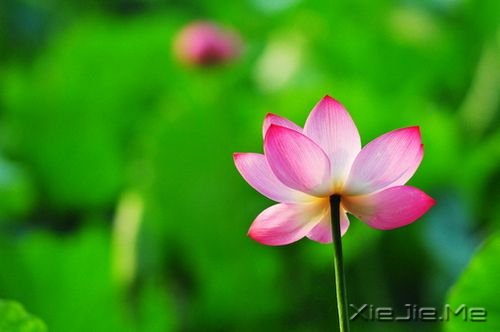 哲理小故事:安的种子