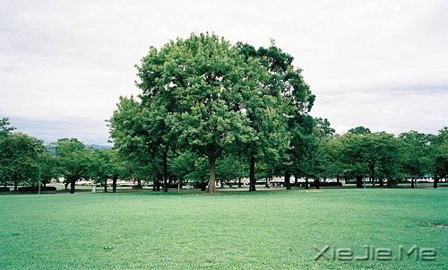 文字:如果有来生,要做一棵树 (4)