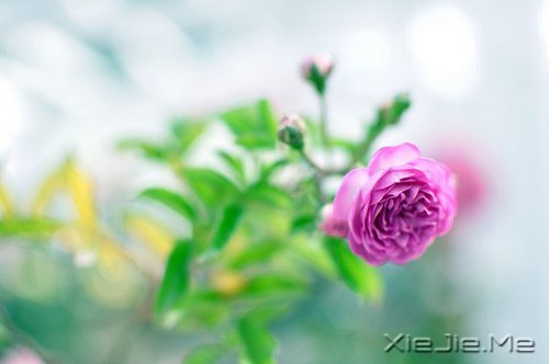 经典语录:只要适合自己,就是幸福 (4)